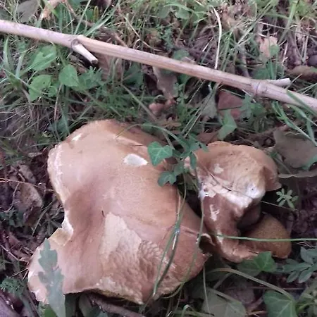 Bed & Breakfast Le Relais Des Fees