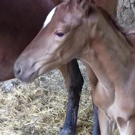 Le Relais Des Fees Bed & Breakfast Saint-Martin-de-Caralp