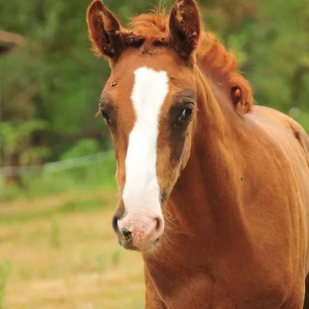 Bed & Breakfast Le Relais Des Fees 3*