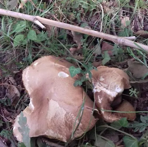 Bed and Breakfast Le Relais Des Fees