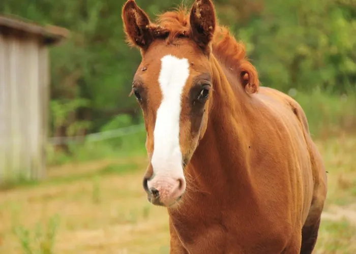 Bed and Breakfast Le Relais Des Fees 3*